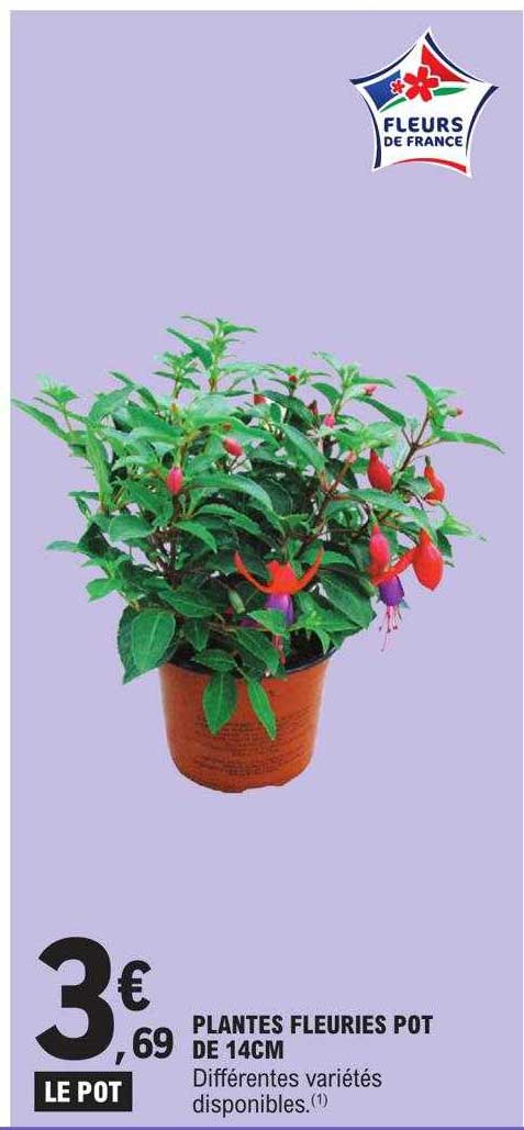 plantes fleuries pot de 14cm