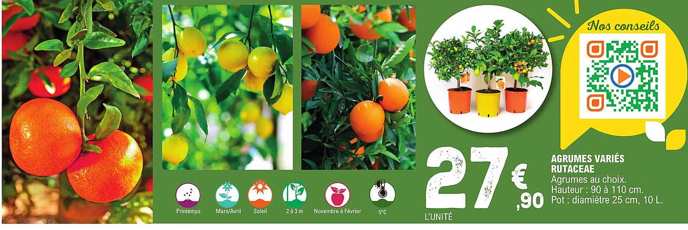agrumes variés rutaceae
