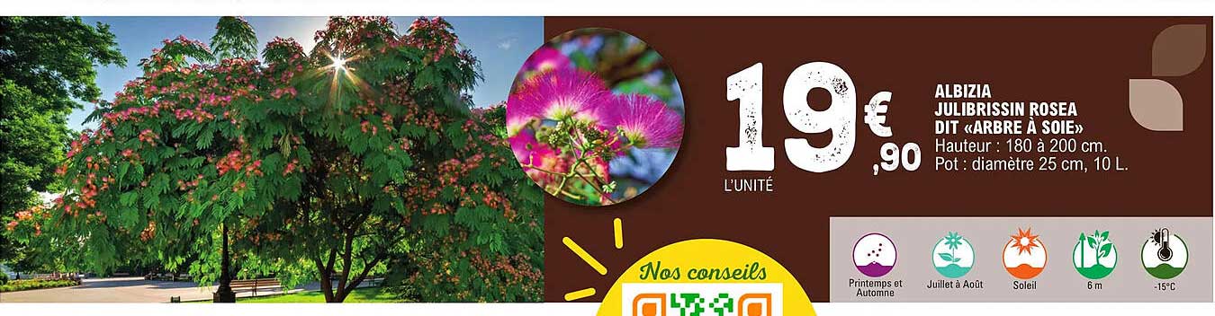 albizia julibrissin rosea dit «arbre à soie»