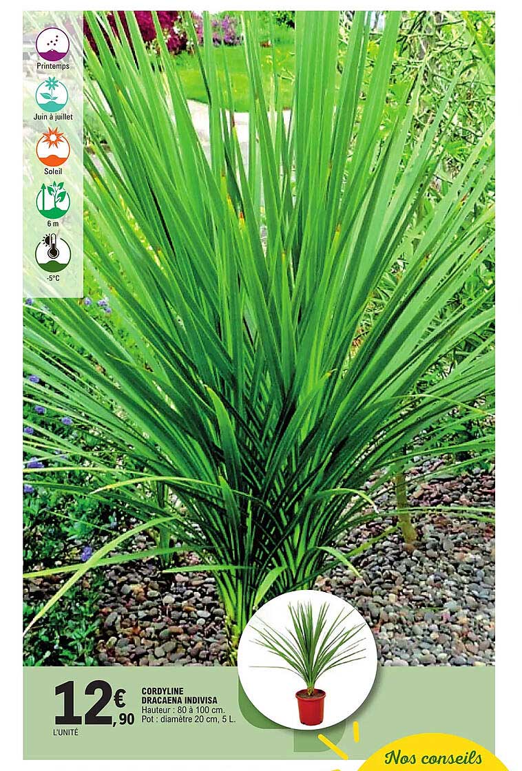 cordyline dracaena indivisa