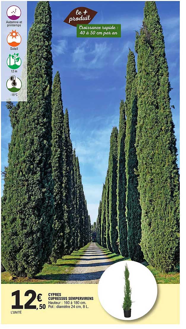 cypres cupressus sempervirens