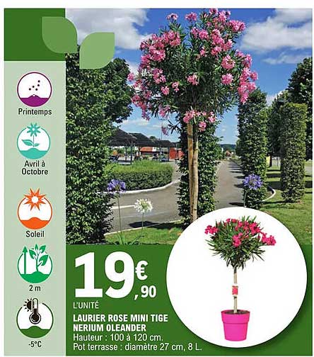 laurier rose mini tige nerium oleander