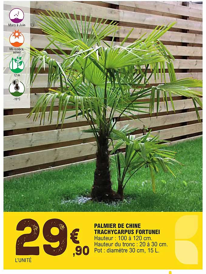 palmier de chine trachycarpus fortunei