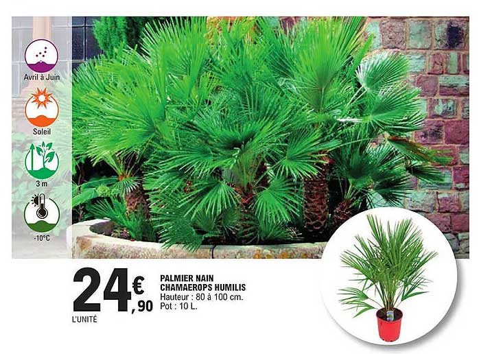 palmier nain chamaerops humilis
