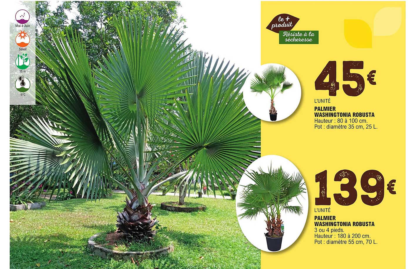 palmier washingtonia robusta 80 à 100 cm, palmier washingtonia robusta 3 ou 4 pieds