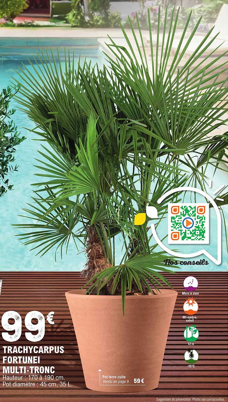 trachycarpus fortunei multi-tronc