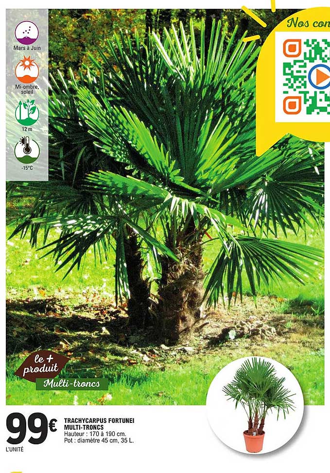 trachycarpus fortunei multi-troncs