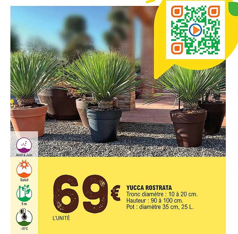 yucca rostrata