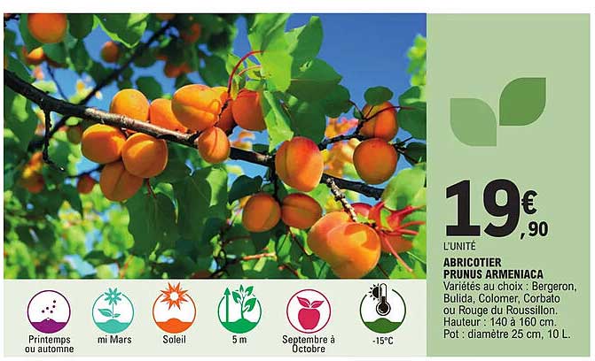 abricotier prunus armeniaca