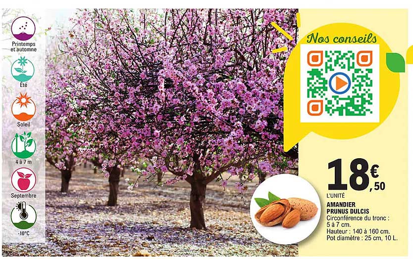 Amandier Prunus Dulcis