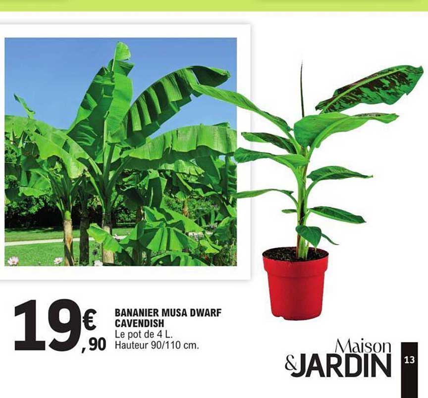 bananier musa dwarf cavendish