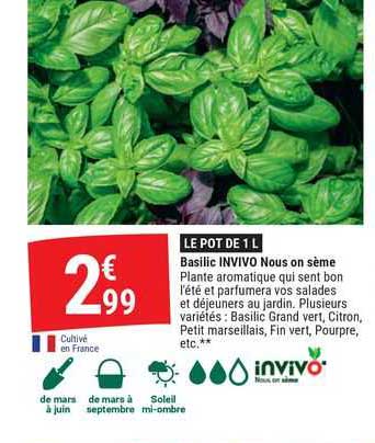 basilic invivo nous on sème