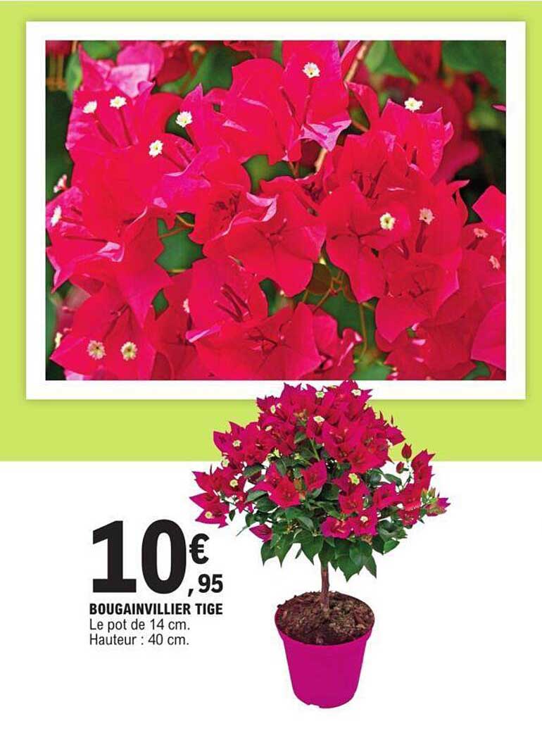bougainvillier tige