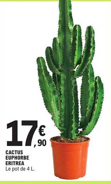 cactus euphorbe eritrea