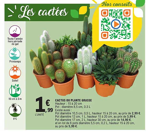 cactus ou plante grasse