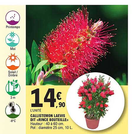 Callistemon Laevis Dit «rince Bouteille»
