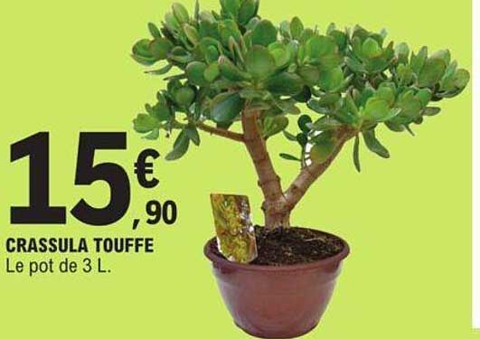 crassula touffe