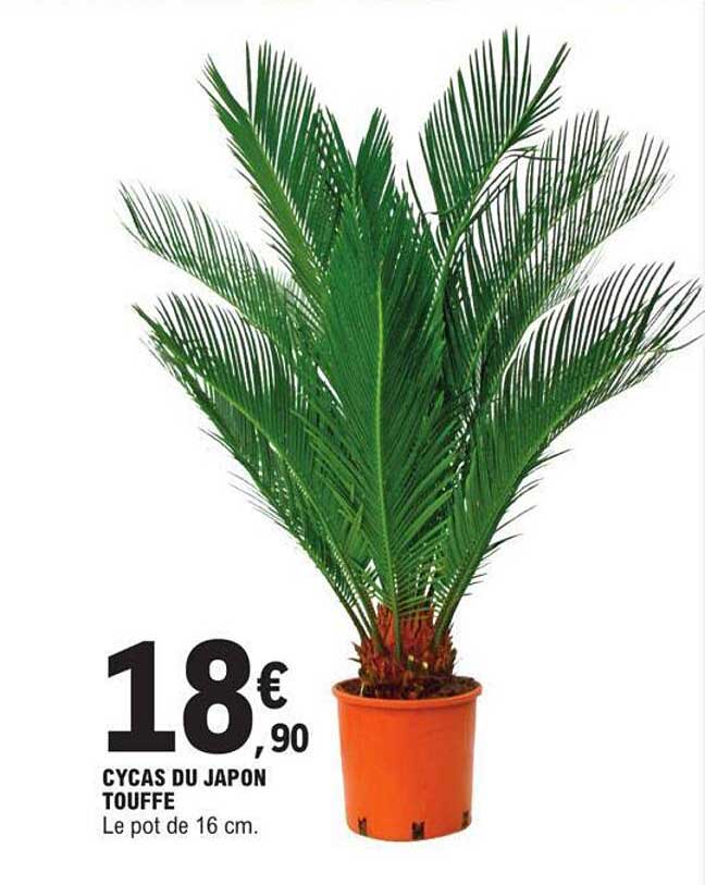 cycas du japon touffe