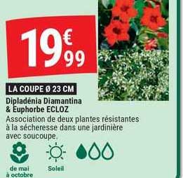 dipladénia diamantina & euphorbe ecloz
