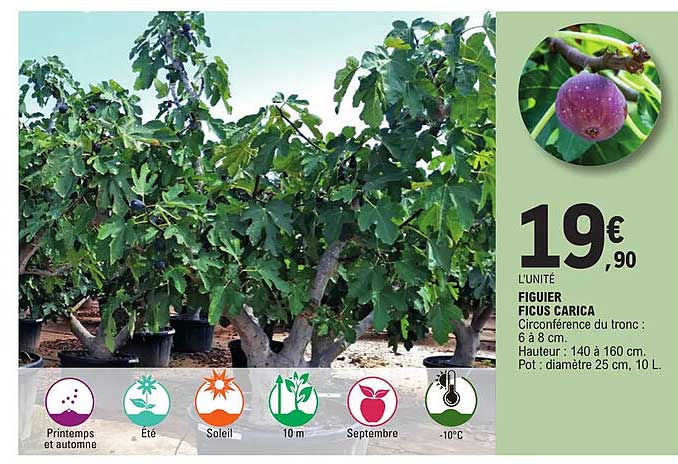 figuier ficus carica