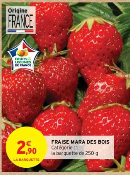 fraise mara des bois