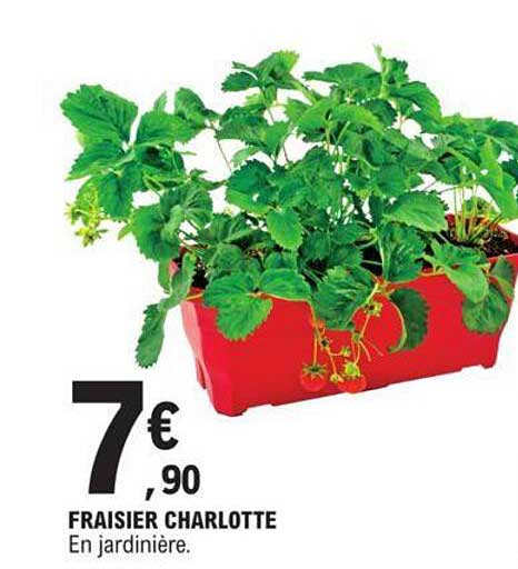 fraisier charlotte en jardinière