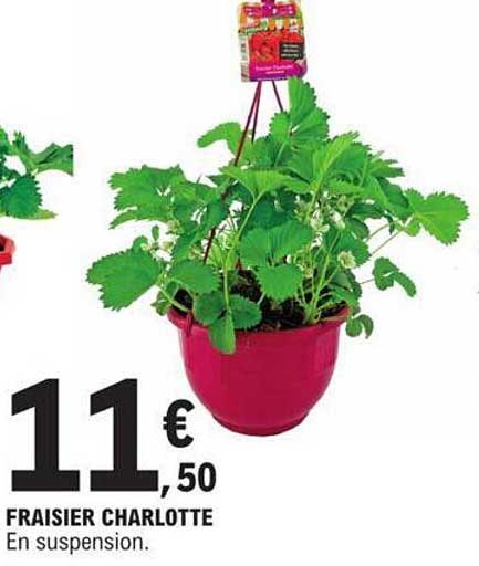 fraisier charlotte en suspension