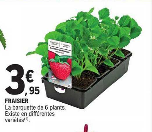 fraisier la barquette de 6 plants