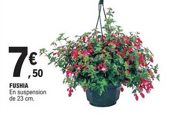 fushia en suspension de 23 cm