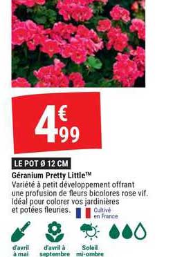 géranium pretty little
