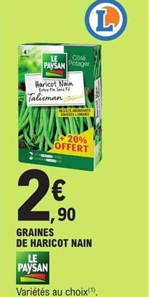 graines de haricot nain le paysan