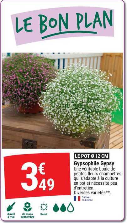 Gypsophile Gypsy