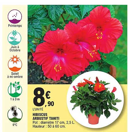 Hibiscus Arbustif Tahiti