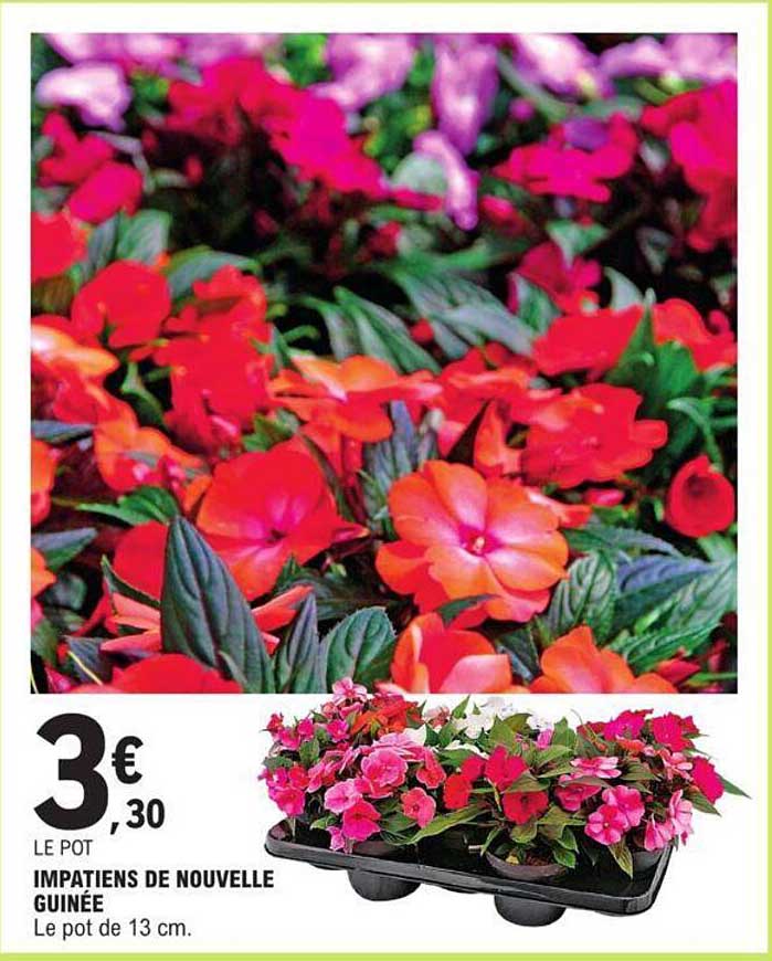 impatiens de nouvelle guinée