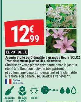 jasmin étoilé ou clématite à grandes fleurs ecloz