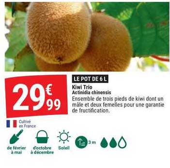 kiwi trio actinidia chinensis