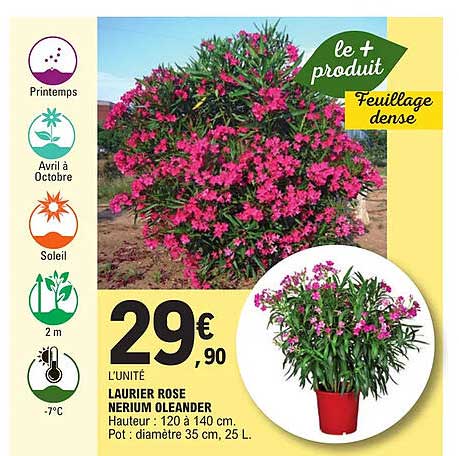 laurier rose nerium oleander