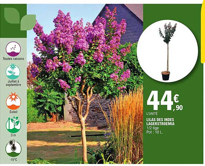 lilas des indes lagerstroemia
