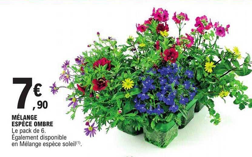 mélange espèce ombre