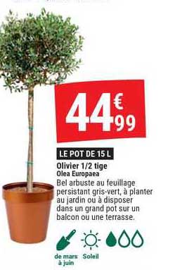 olivier 1/2 tige olea europaea
