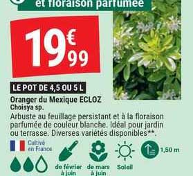 oranger du mexique ecloz