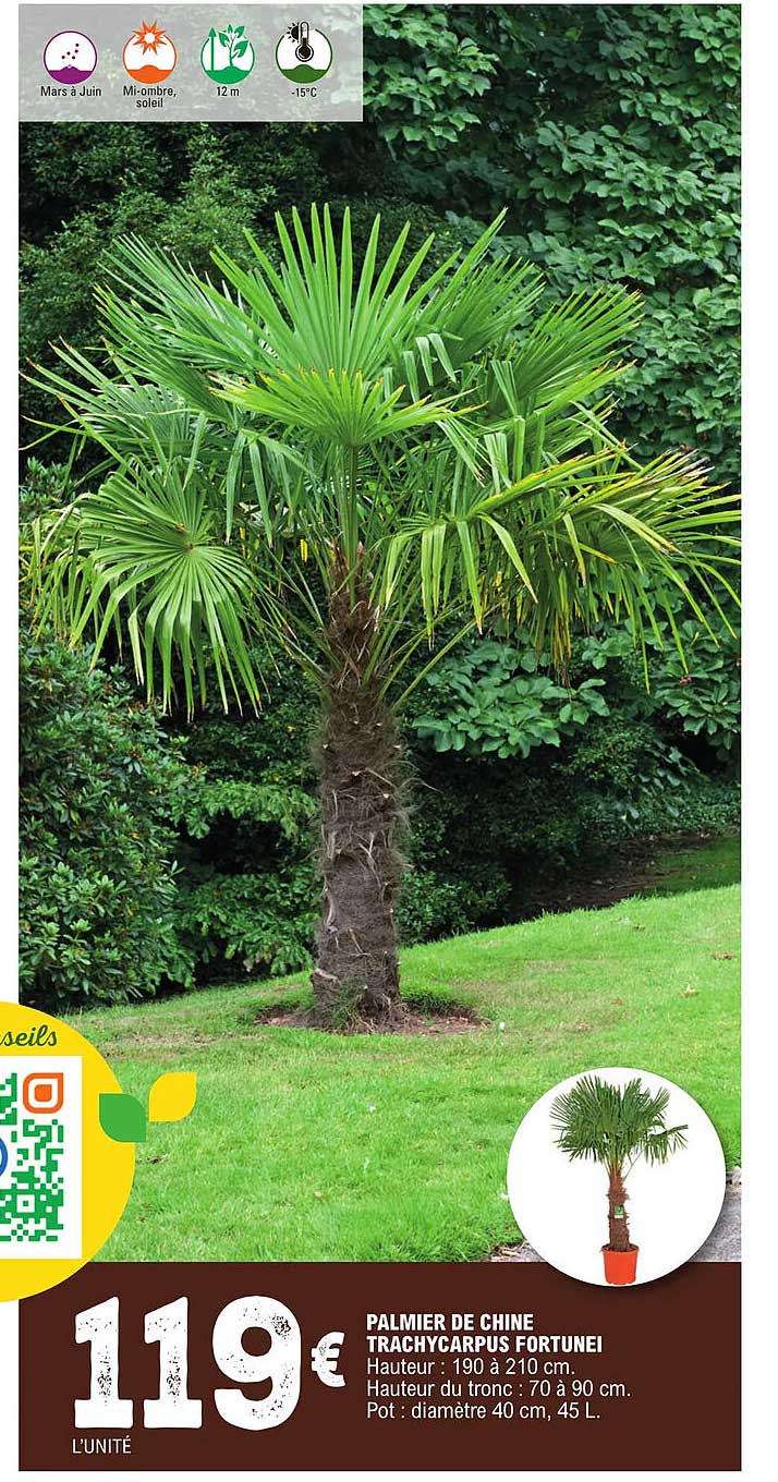 palmier de chine trachycarpus fortunei