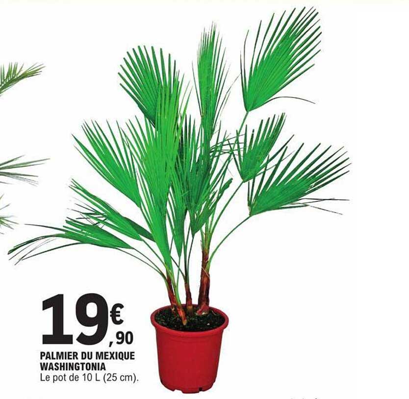 Palmier Du Mexique Washingtonia