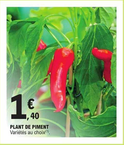 Plant De Piment