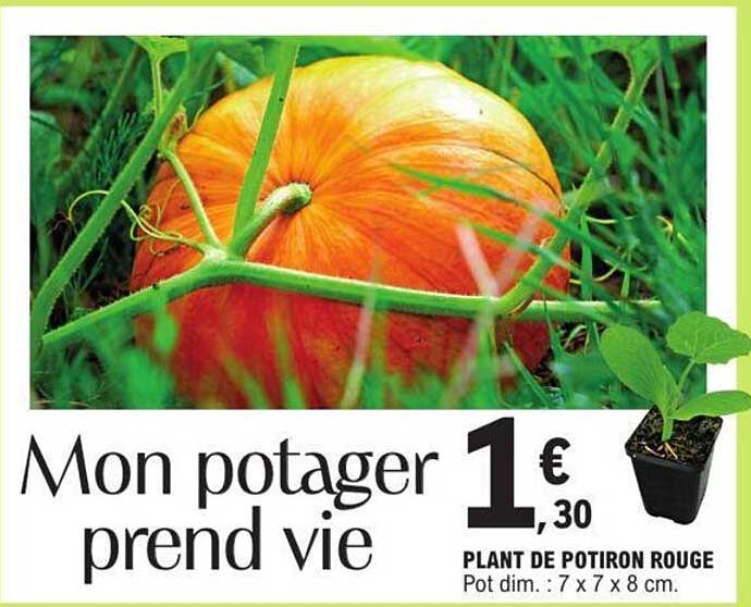 plant de potiron rouge