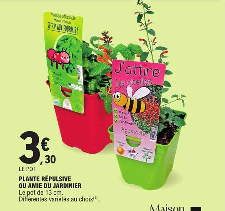 plante répulsive ou amie du jardinier