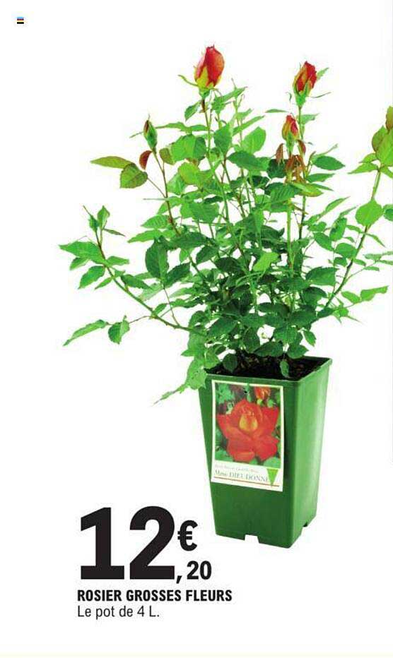 rosier grosses fleurs