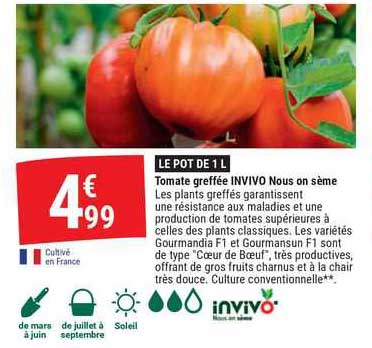 tomate greffée invivo nous on sème