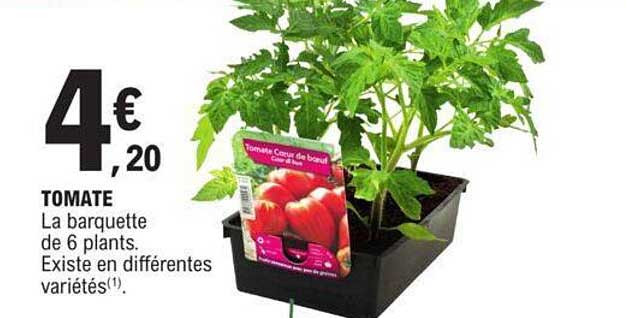 tomate la barquette de 6 plants