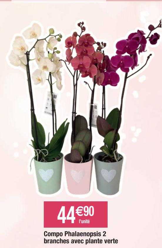 Compo Phalaenopsis 2 Branches Avec Plante Verte